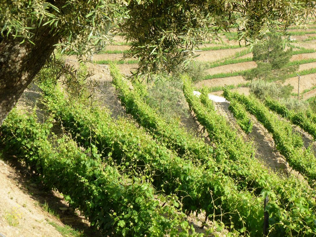 Farm